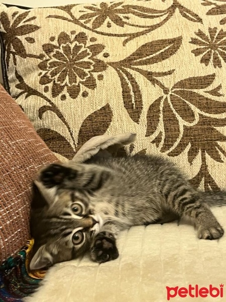 Brazilian Shorthair, Kedi  şimşek fotoğrafı