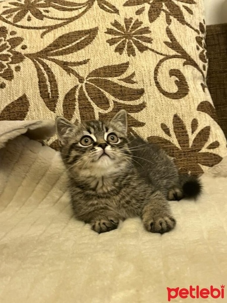 Brazilian Shorthair, Kedi  şimşek fotoğrafı
