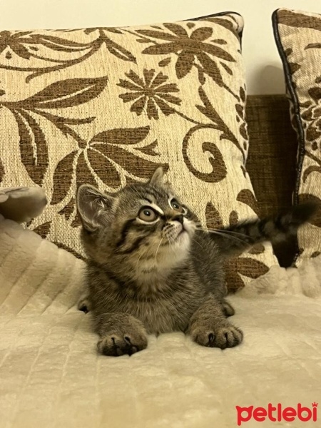 Brazilian Shorthair, Kedi  şimşek fotoğrafı