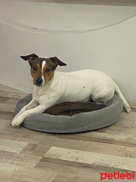 Jack Russell Terrier, Köpek  Jasmin fotoğrafı
