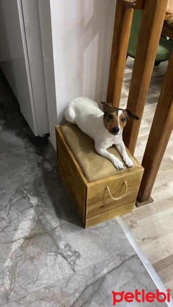Jack Russell Terrier, Köpek  Jasmin fotoğrafı