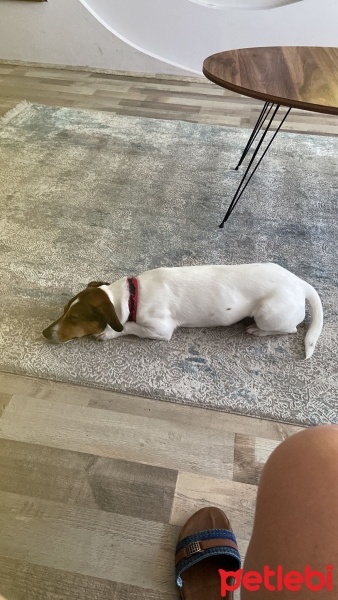 Jack Russell Terrier, Köpek  Jasmin fotoğrafı