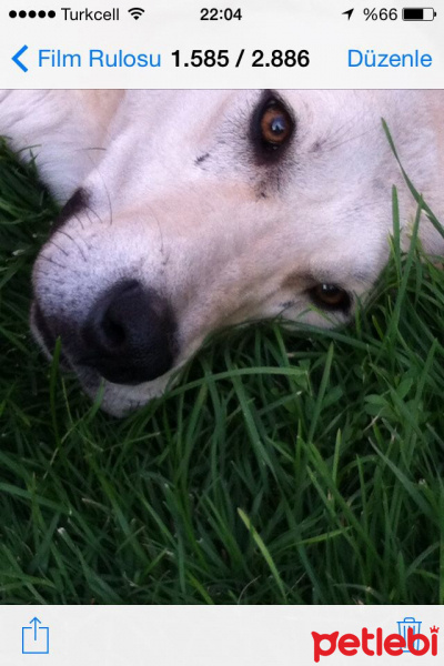 Golden Retriever, Köpek  Beyaz fotoğrafı