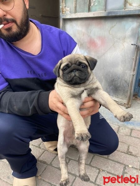 Pug, Köpek  3 aylık pug fotoğrafı