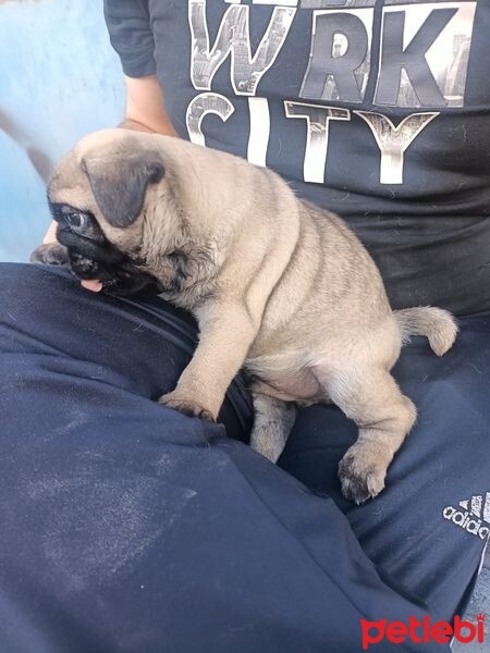 Pug, Köpek  3 aylık pug fotoğrafı