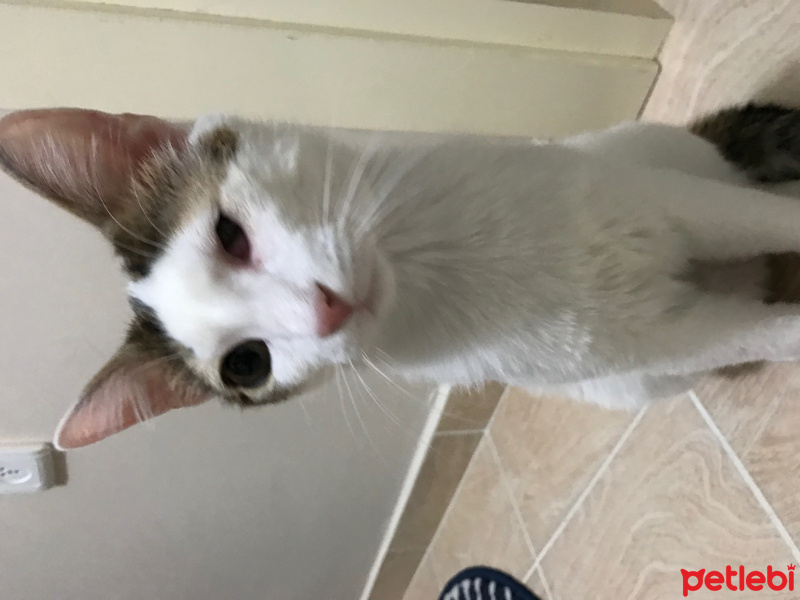 Tekir Kedi, Kedi  Sütlaç fotoğrafı