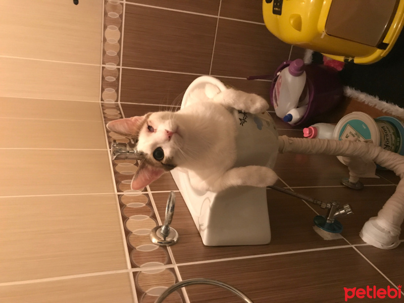 Tekir Kedi, Kedi  Sütlaç fotoğrafı