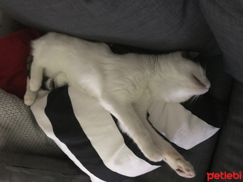 Tekir Kedi, Kedi  Sütlaç fotoğrafı