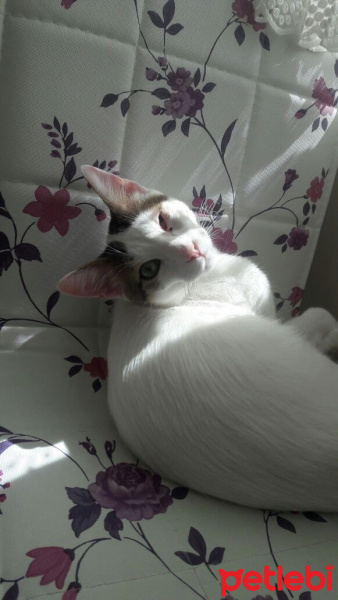 Tekir Kedi, Kedi  Sütlaç fotoğrafı