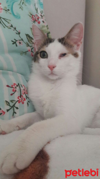 Tekir Kedi, Kedi  Sütlaç fotoğrafı