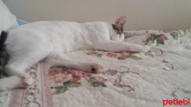 Tekir Kedi, Kedi  Sütlaç fotoğrafı