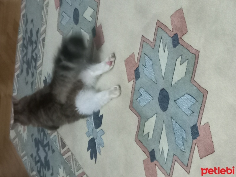 Tekir Kedi, Kedi  Miya fotoğrafı