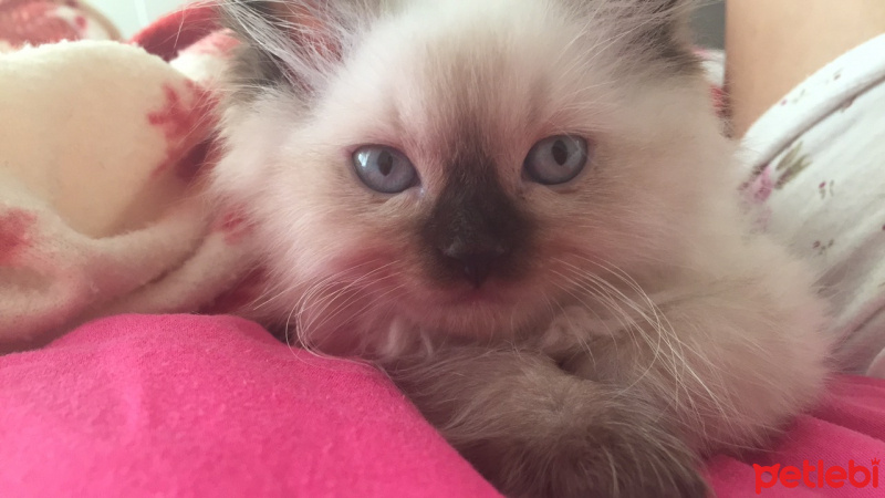Himalayan, Kedi  Kırpık fotoğrafı