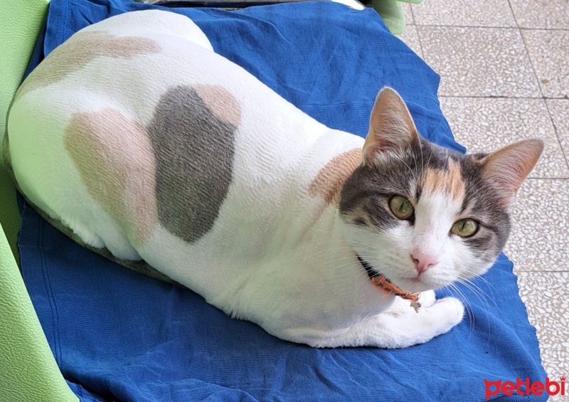 Tekir Kedi, Kedi  Pamuk fotoğrafı
