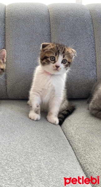 Scottish Fold, Kedi  Pamuk fotoğrafı