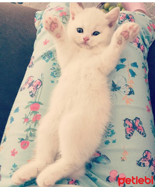British Shorthair, Kedi  Paticik fotoğrafı
