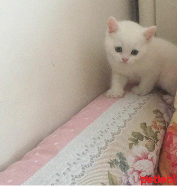 British Shorthair, Kedi  Paticik fotoğrafı