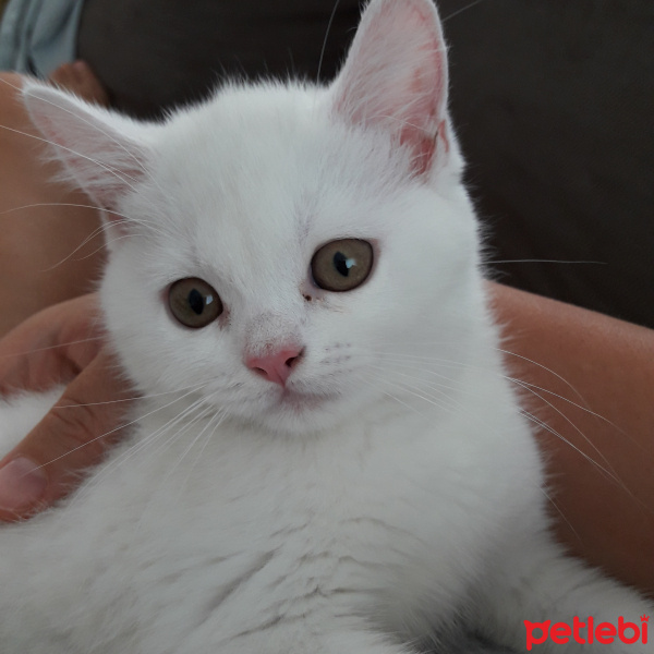 British Shorthair, Kedi  Paticik fotoğrafı