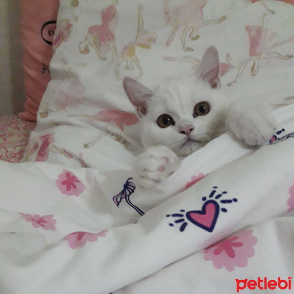 British Shorthair, Kedi  Paticik fotoğrafı