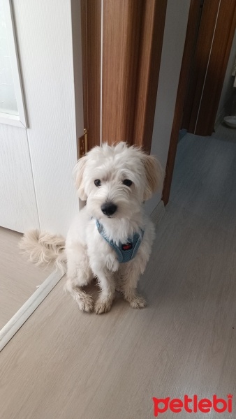 Maltese, Köpek  Papi fotoğrafı
