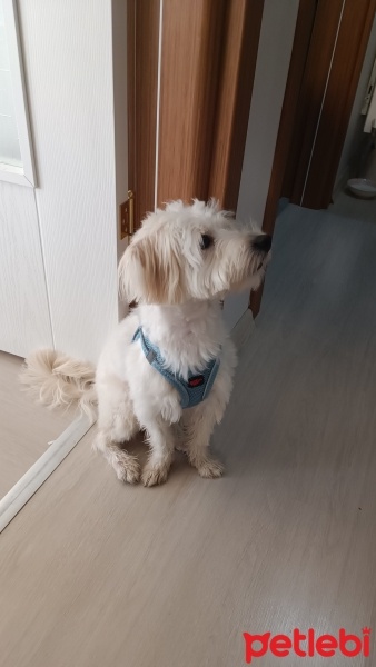 Maltese, Köpek  Papi fotoğrafı