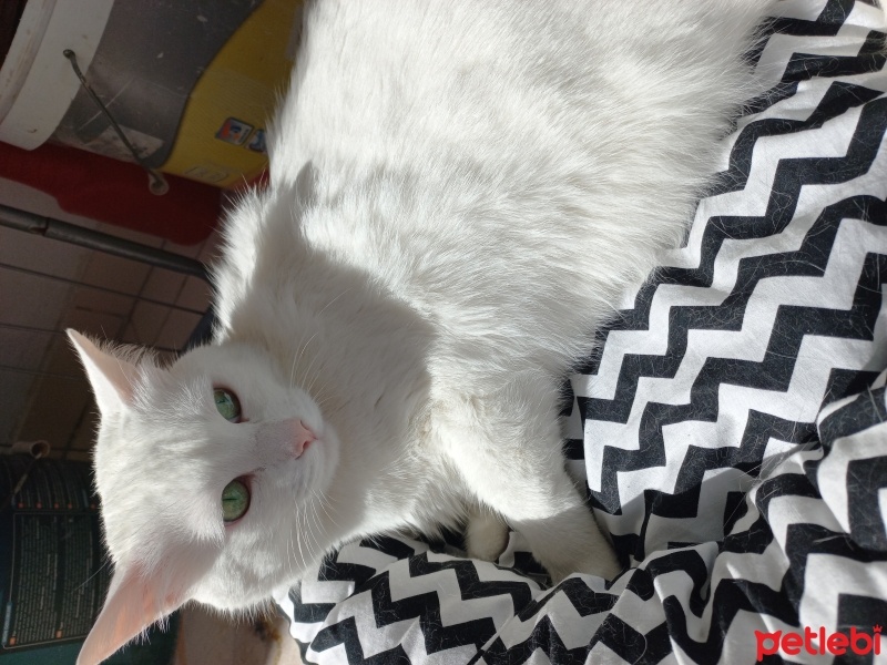 Ankara Kedisi, Kedi  Pamuk fotoğrafı