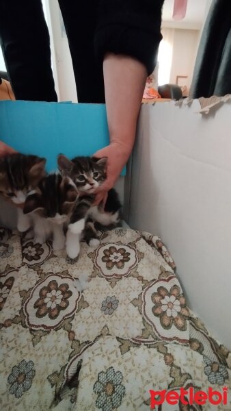 Tekir Kedi, Kedi  Kedilerimizin isimleri zeytin, eylül, mi fotoğrafı