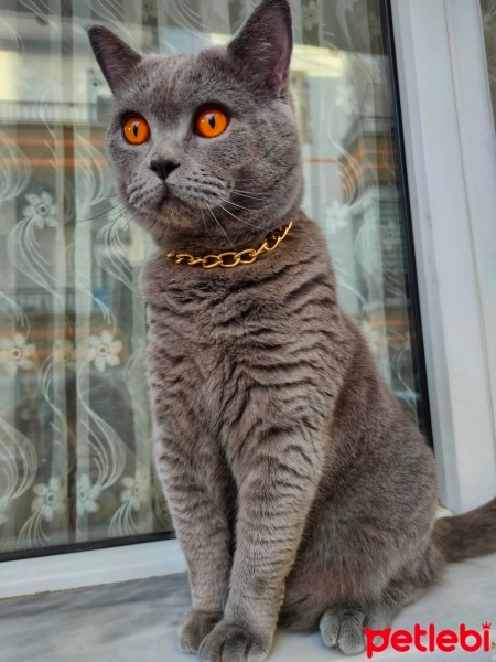 British Shorthair, Kedi  Gece fotoğrafı