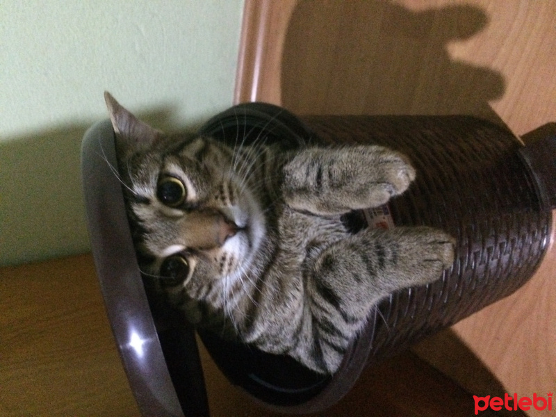 Tekir Kedi, Kedi  Mahmut fotoğrafı