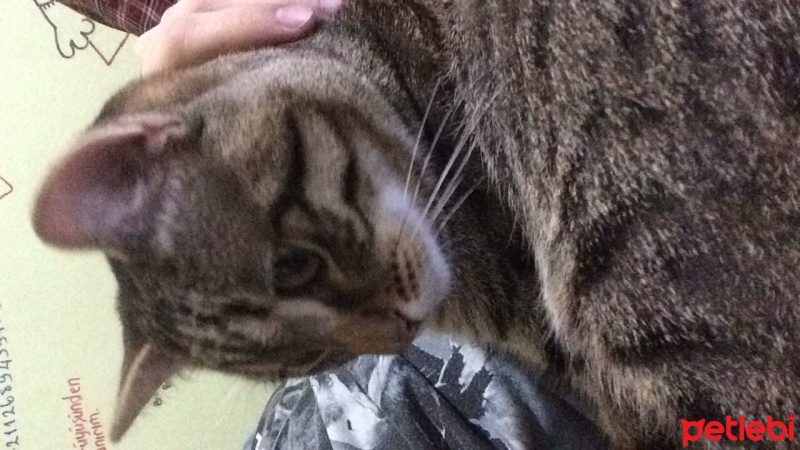 Tekir Kedi, Kedi  Mahmut fotoğrafı
