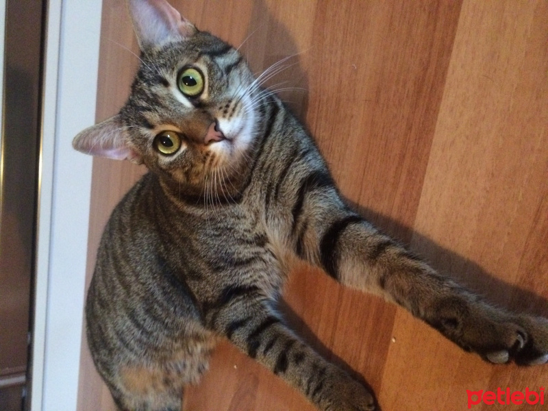 Tekir Kedi, Kedi  Mahmut fotoğrafı