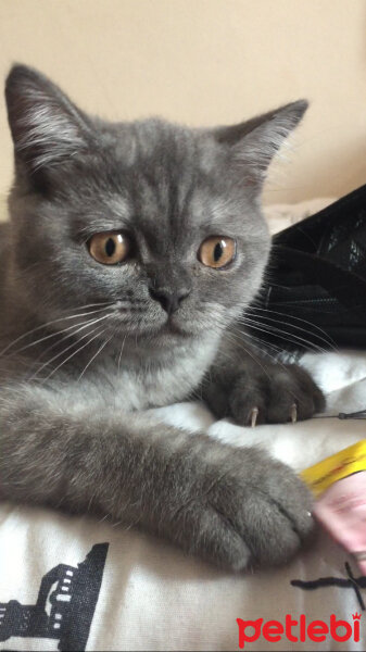 British Shorthair, Kedi  Maya fotoğrafı