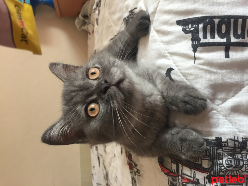 British Shorthair, Kedi  Maya fotoğrafı