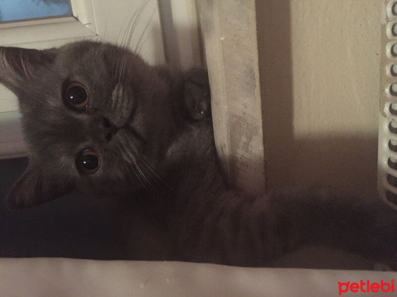 British Shorthair, Kedi  Maya fotoğrafı