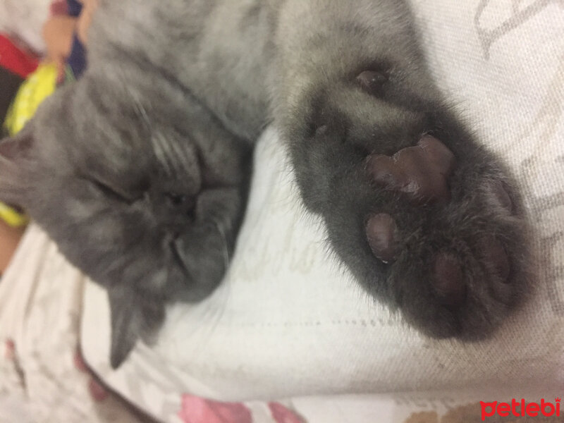 British Shorthair, Kedi  Maya fotoğrafı