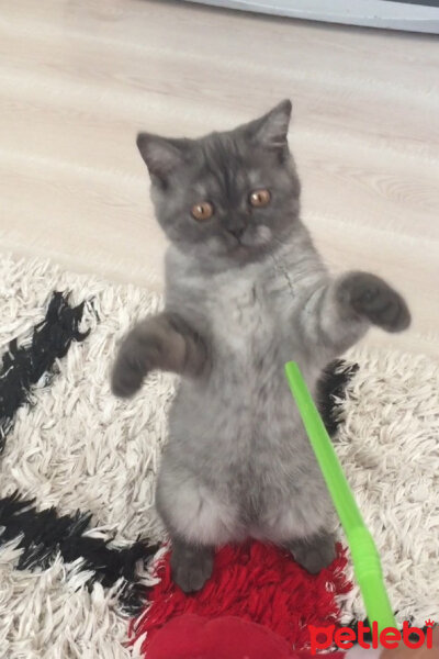 British Shorthair, Kedi  Maya fotoğrafı