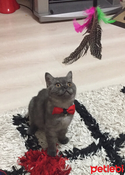 British Shorthair, Kedi  Maya fotoğrafı