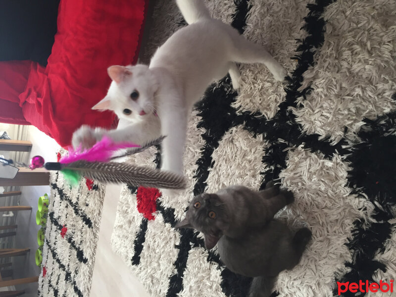 British Shorthair, Kedi  Maya fotoğrafı