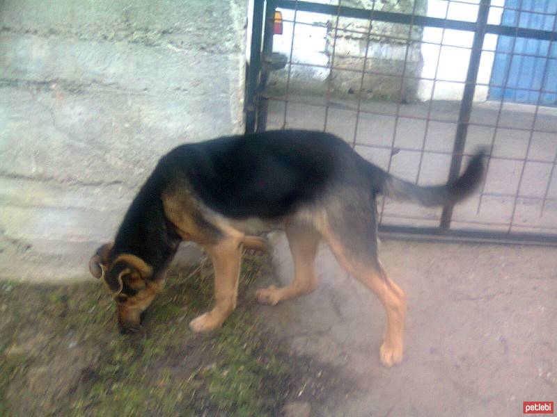 Beauceron, Köpek  miço fotoğrafı