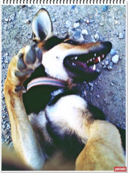 Beauceron, Köpek  miço fotoğrafı