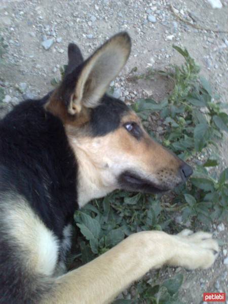 Beauceron, Köpek  miço fotoğrafı