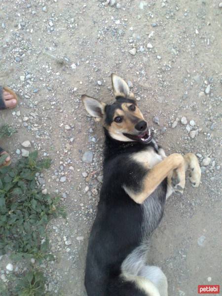 Beauceron, Köpek  miço fotoğrafı