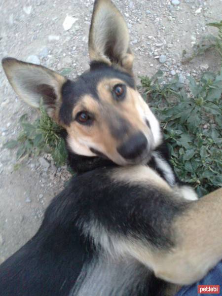 Beauceron, Köpek  miço fotoğrafı