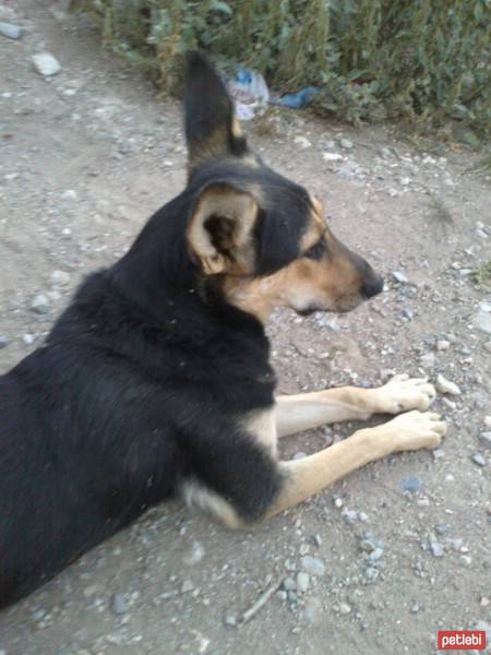 Beauceron, Köpek  miço fotoğrafı