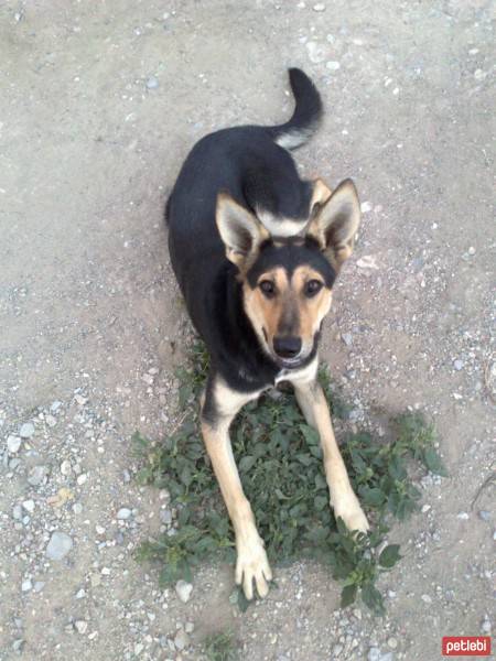 Beauceron, Köpek  miço fotoğrafı