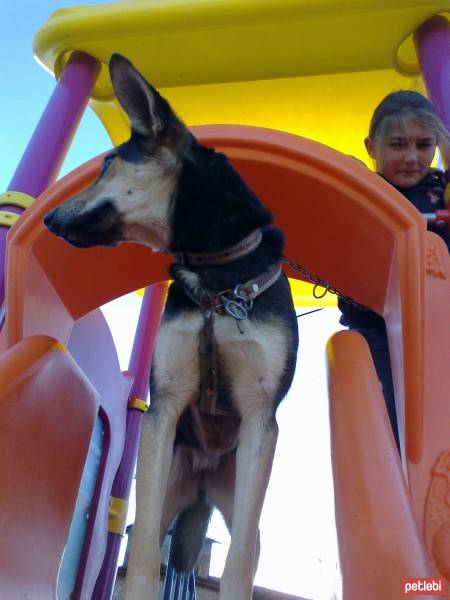 Beauceron, Köpek  miço fotoğrafı