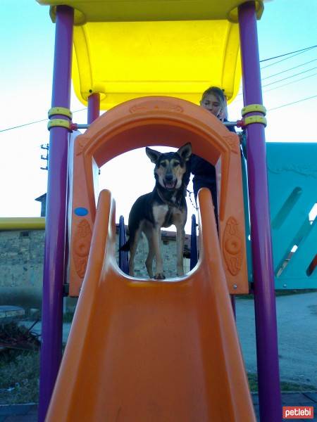 Beauceron, Köpek  miço fotoğrafı