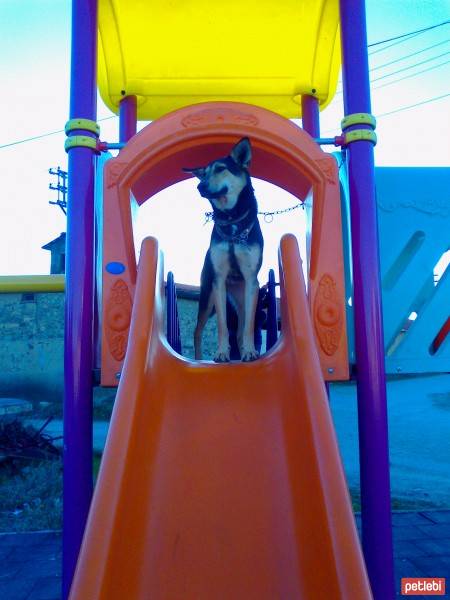 Beauceron, Köpek  miço fotoğrafı