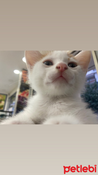 Sarman, Kedi  Sütlaç fotoğrafı