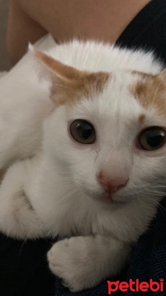 Sarman, Kedi  Sütlaç fotoğrafı